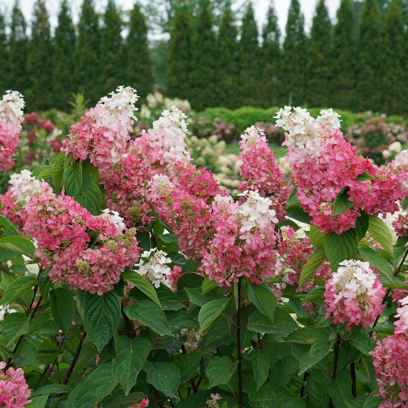 Pinky Winky Prime® Panicle Hydrangea (Hydrangea &