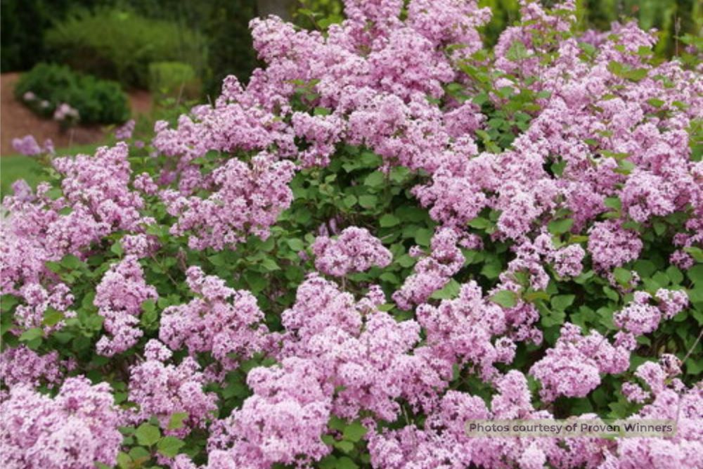 Bloomerang Purpink® Reblooming Lilac (Syringa x pubescens Bloomerang Purpink®) - 3 gallon 15"