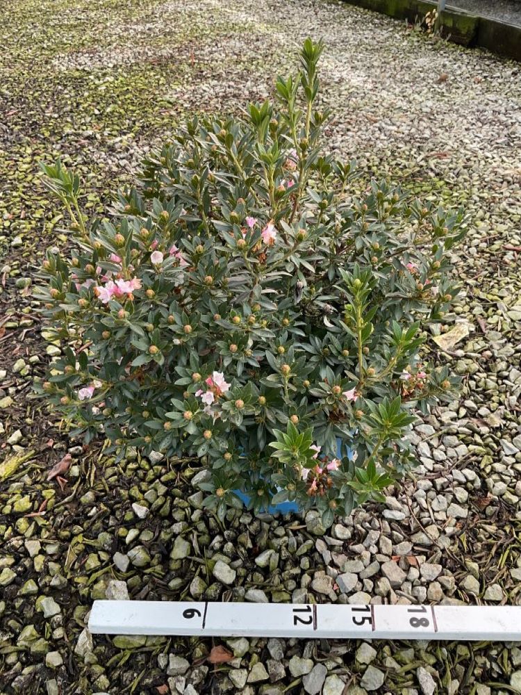 Bloombux® Blush Rhododendron (Rhododendron hirsutum x micrantha Bloombux Blush ‘Microhirs3’) - 3 gallon