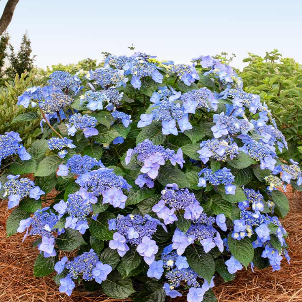 Pop Star® Reblooming Hydrangea (Hydrangea macrophylla &