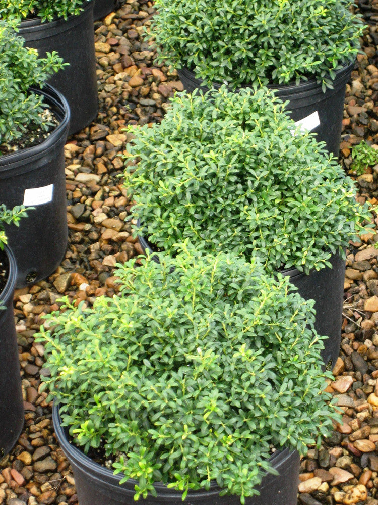 Soft Touch Japanese Holly (Ilex crenata &