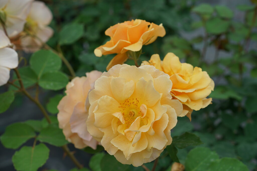 Rise Up Amberness™ Rose (Rosa rise &