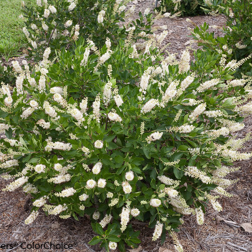 Vanilla Spice® Summersweet (Clethra vanilla &