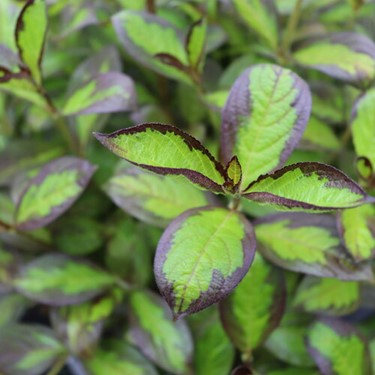 Vinho Verde® Weigela (Weigela florida &