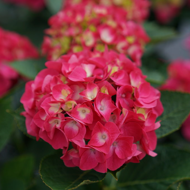Wee Bit Giddy® Bigleaf Hydrangea (Hydrangea macrophylla &