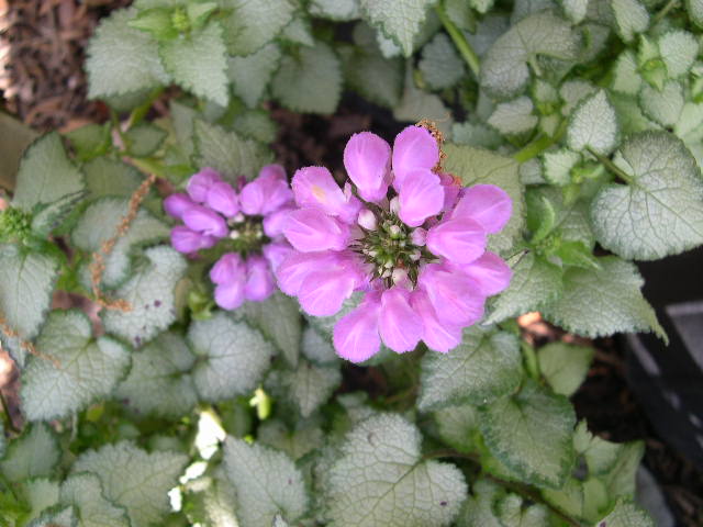 Purple Dragon Spotted Deadnettle (Lamium M &