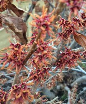 Crimson Fire Witch-hazel (Hamamelis V &