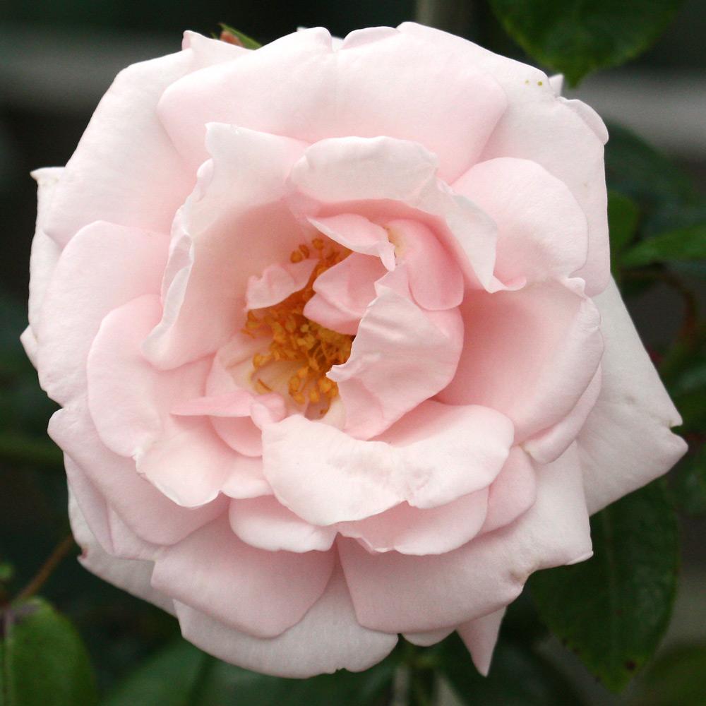 New Dawn Climbing Rose (Rosa CL &