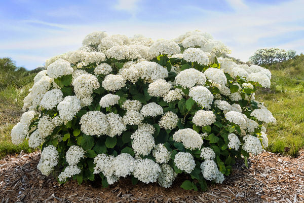 FlowerFull® Smooth Hydrangea (Hydrangea arborescens &