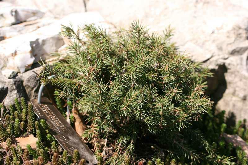 ‘Echiniformis’ Hedgehog White Spruce (Picea glauca &