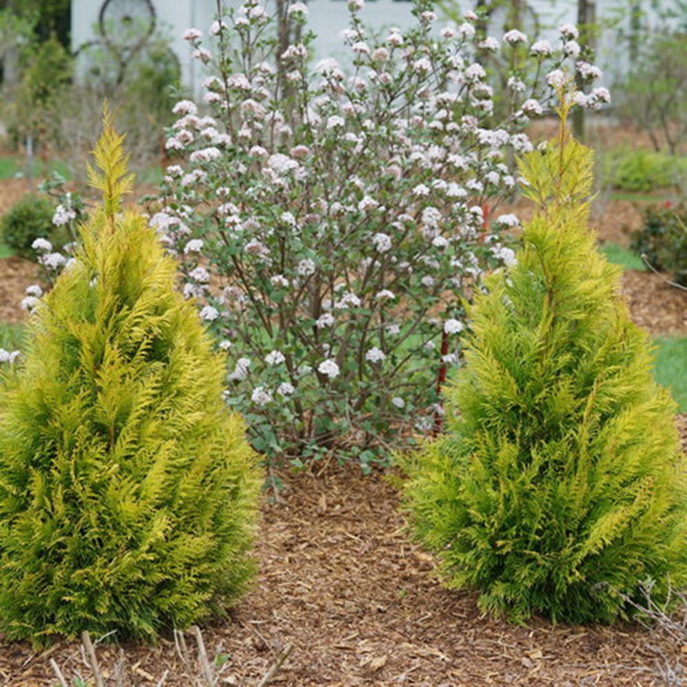 Evergreen Garden Border: 7 Shrubs and Plants for Year-Round Structure 14 Thuja Fluffy Arborvitae