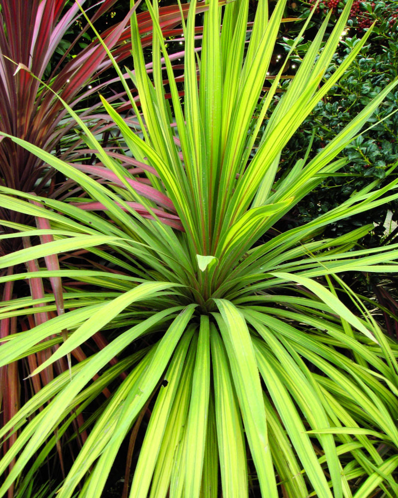 Torbay Dazzler Cordyline (Cordyline australis &
