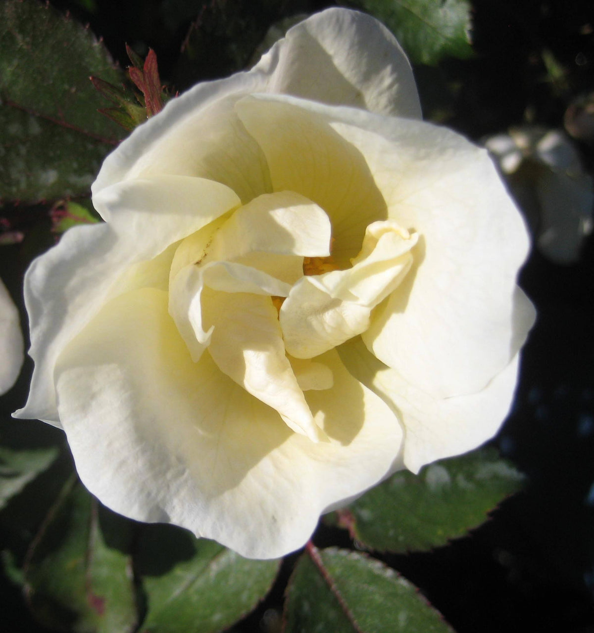 White Knock Out® Rose (Rosa K.O ‘White Out’ (Radwhite)) - 3 gallon