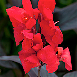 Cannova® Bronze Scarlet Canna (Canna cannova &