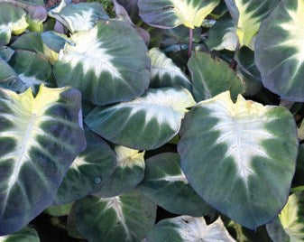 Tropical Storm Elephant Ear (Colocasia &