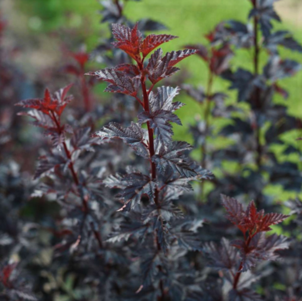 Summer Wine® Black Ninebark (Physocarpus O &