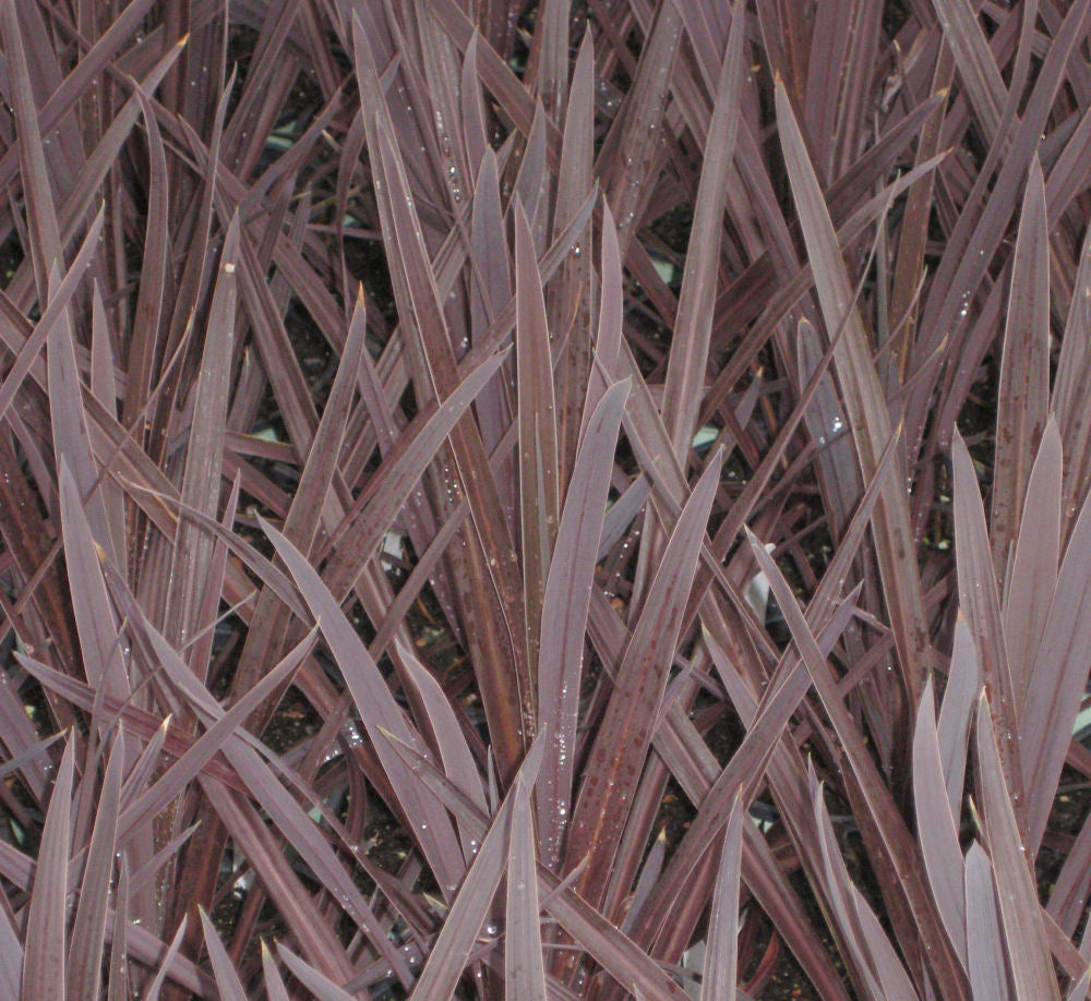 Red Sensation Cordyline (Cordyline australis &
