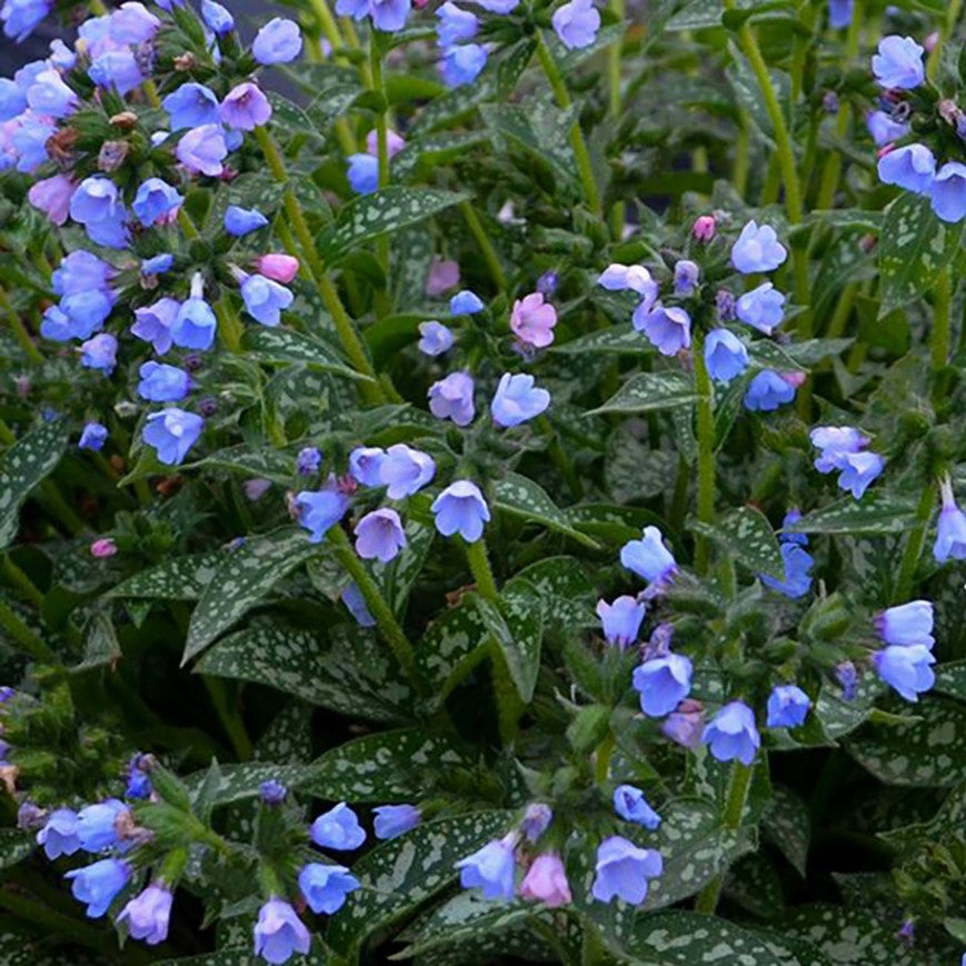 Twinkle Toes Lungwort (Pulmonaria twinkle &