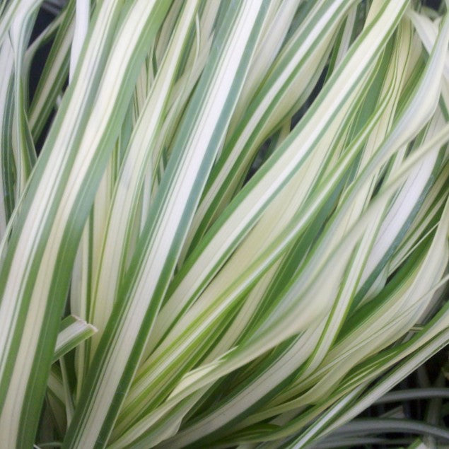 Lightning Strike™ Feather Reed Grass (Calamagrostis &