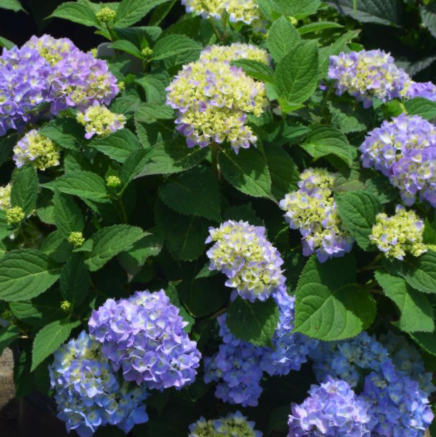 Azure Skies™ Mophead Hydrangea (Hydrangea macrophylla &