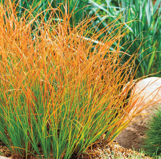 Carex Prairie Fire (Carex &