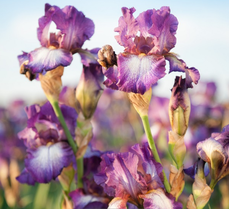 Iris Wine Festival (Iris germanica &
