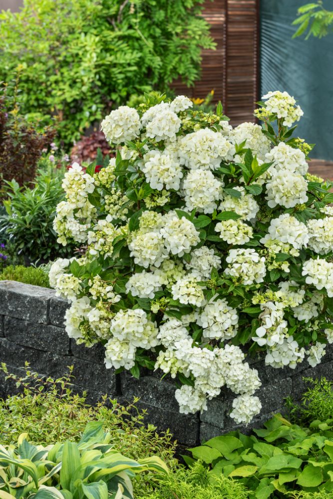 Fairytrail® White Cascade Hydrangea (Hydrangea paniculata &