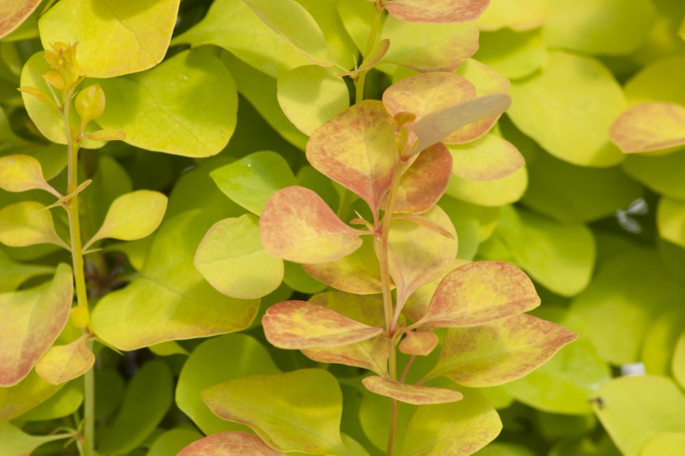 Sunjoy Gold Pillar® Barberry ( Berberis thunbergii &