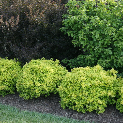 Sunjoy® Citrus Barberry (Berberis thunbergii &