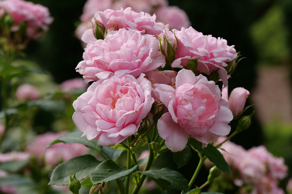Reminiscent™ Pink Rose (Rosa reminiscent &
