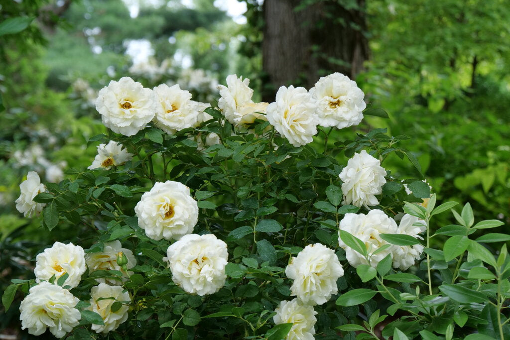 Reminiscent™ Crema Rose (Rosa reminiscent &