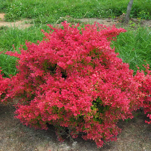 Sunjoy Neo® Barberry (Berberis thunbergii &