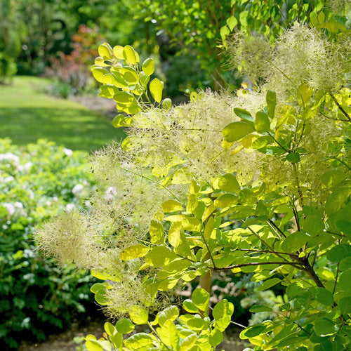 Winecraft Gold® Smokebush (Cotinus coggygria &