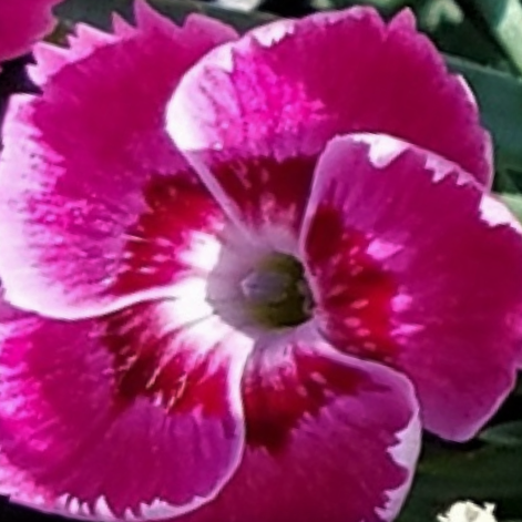 EverBloom™ &