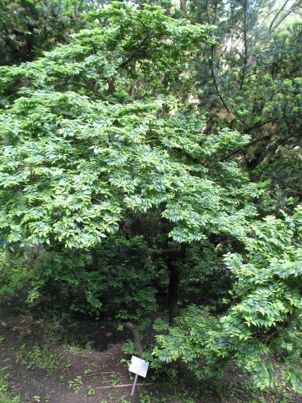 Jacqueline Hillier Dwarf Elm (Ulmus x hollandica &