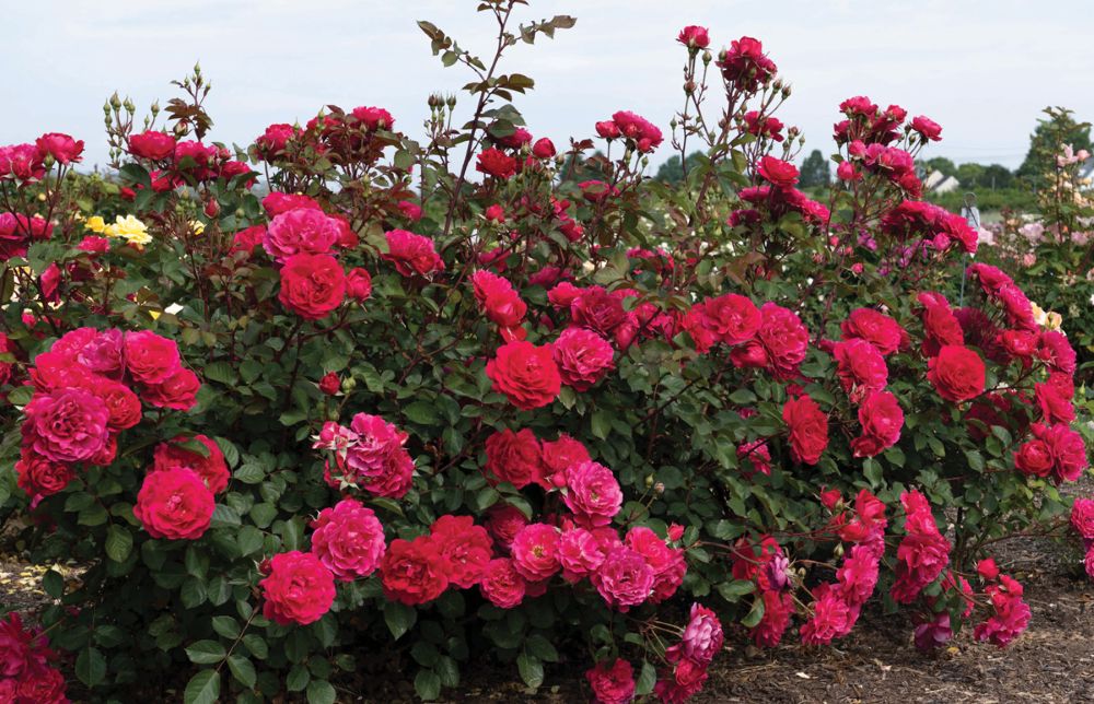 Triple Knock Out® Rose (Rosa &