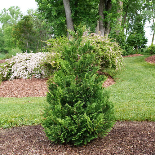 Cedar Rapids® False Cypress (Chamaecyparis cedar &