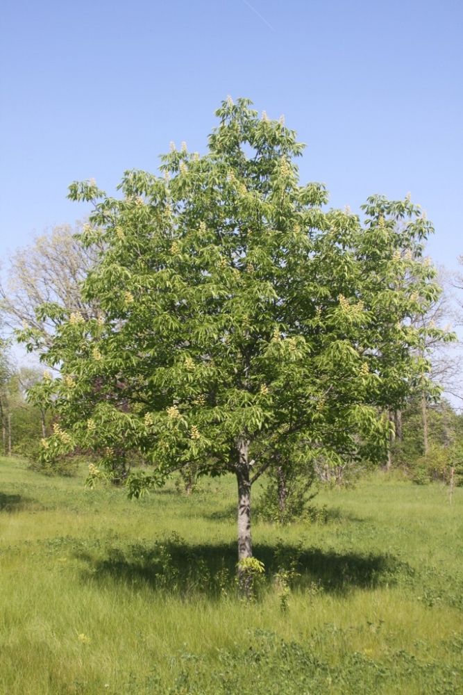 Early Glow™ Buckeye (Aesculus glabra ‘Early Glow’ (J.N. Selec)&