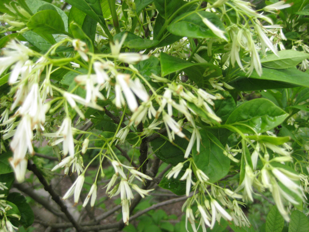White Fringetree (Chionanthus virginicus) - 1 gallon