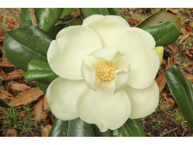 Magnolia grandiflora (MAGNOLIA GRANDIFLRORUM) - 1 gallon