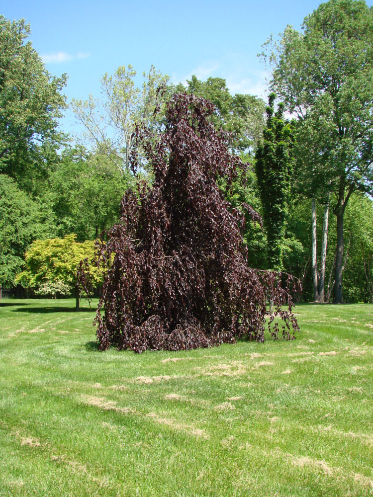 Weeping Purple Beech (Fagus sylvatica &