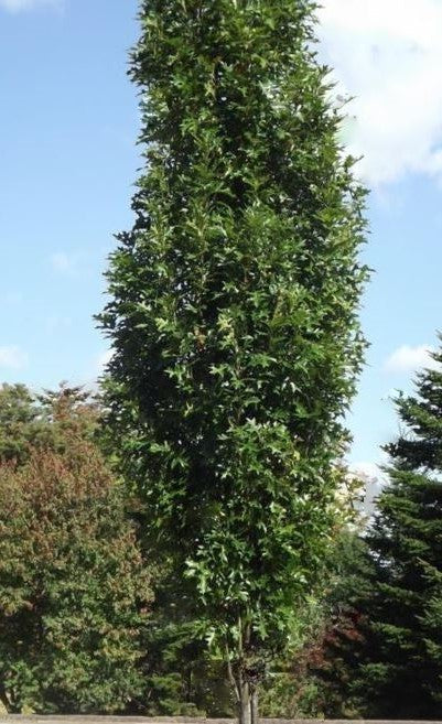 Green Pillar® Pin Oak (Quercus P &