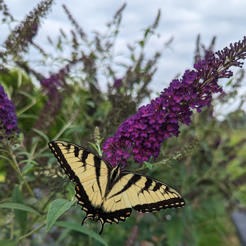 Darkest Night® Butterfly bush (Buddleia x &