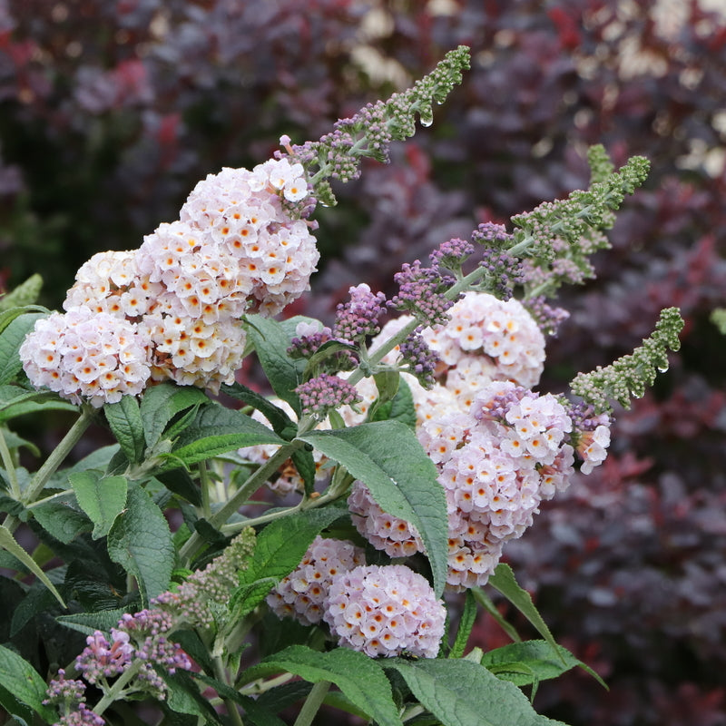 Pugster Sorbet® Butterfly Bush (Buddleia x &