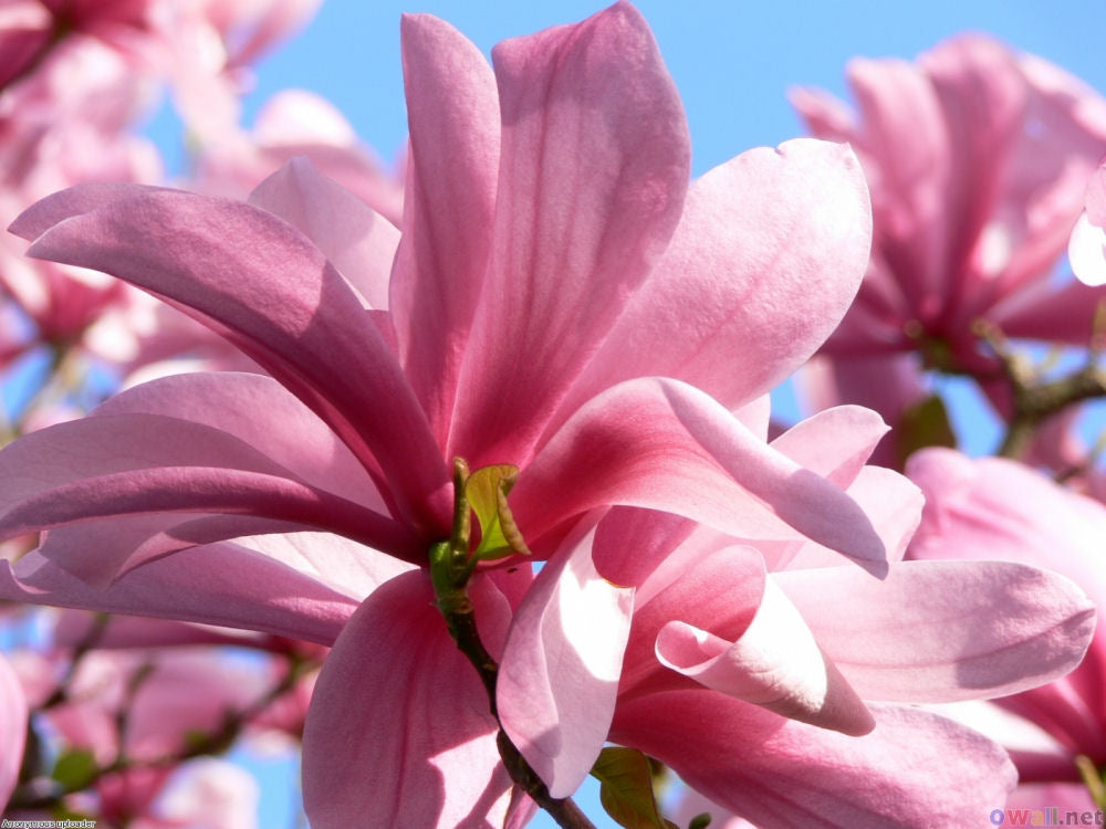 Galaxy Magnolia (Magnolia x &