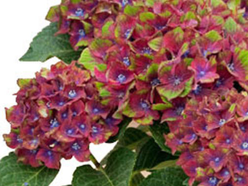 Pistachio Bigleaf Hydrangea (Hydrangea macrophylla &