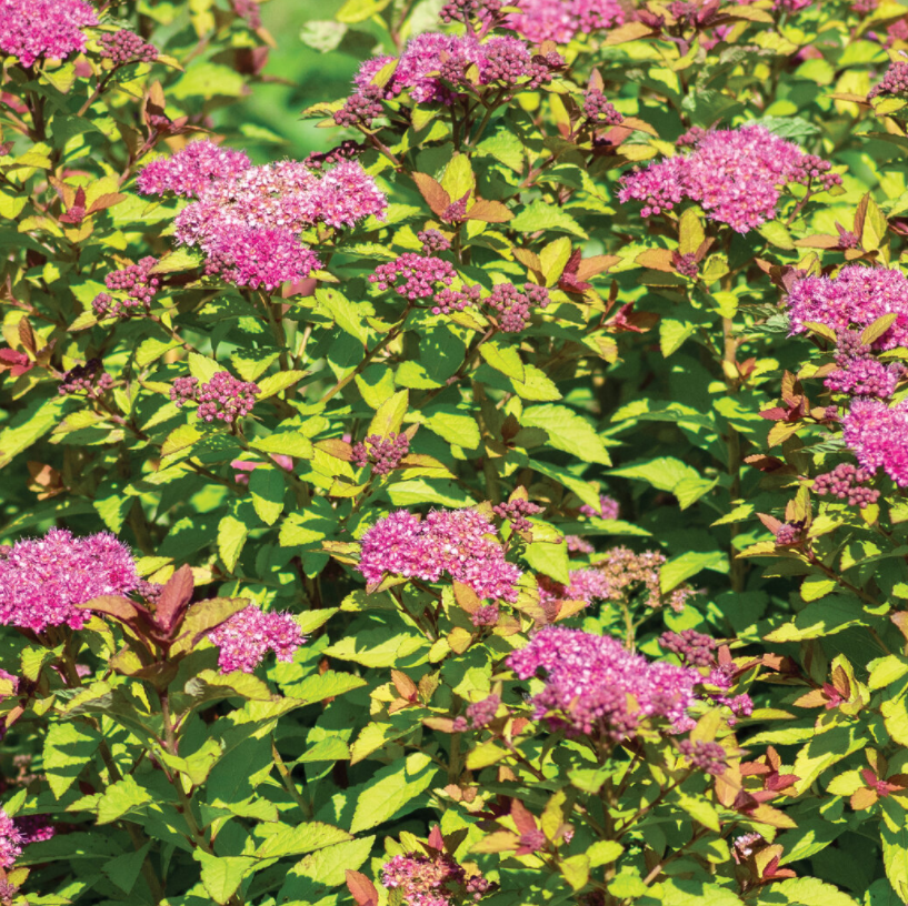 Northern Lights spirea (Spiraea &