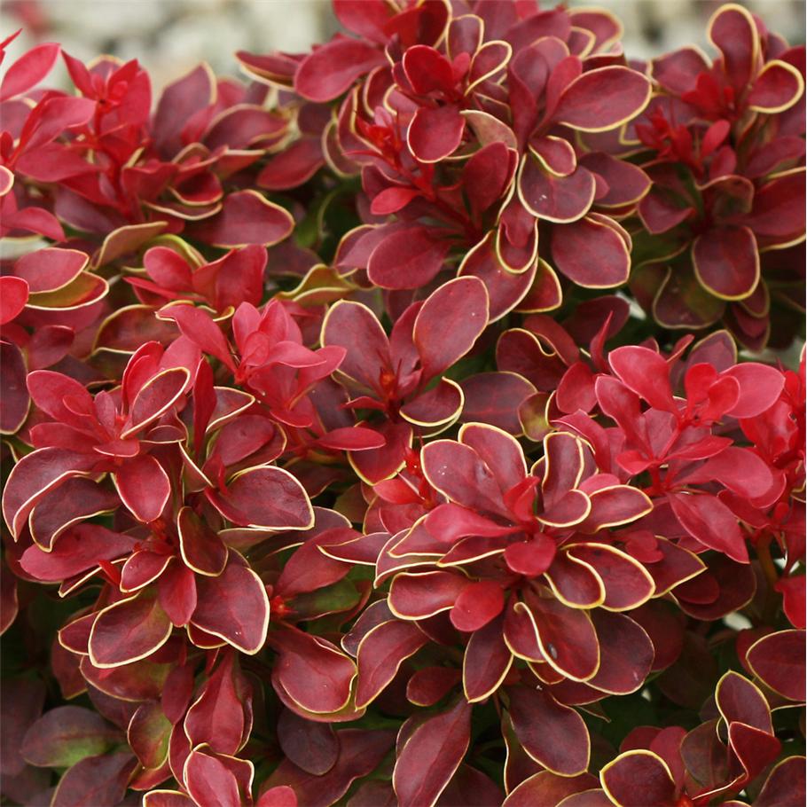 Admiration Barberry (Berberis thunbergii &
