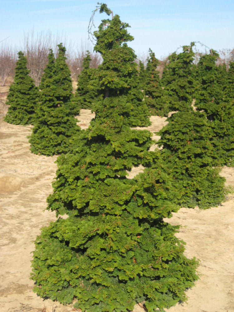 Compact Hinoki False Cypress (Chamaecyparis obtusa &
