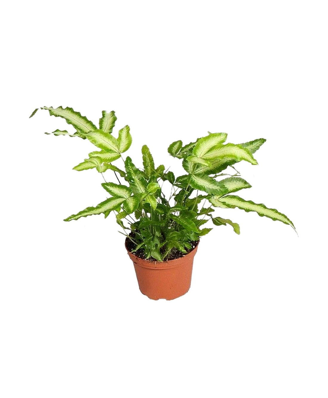 6" Fern Pteris cretica Alboineata plant photo